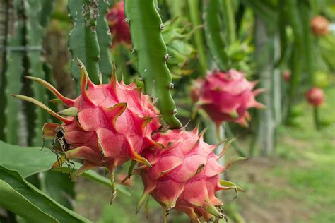 Is Dragon Fruit Seasonal? Exploring the Myth and Reality of Its Harvest Cycle